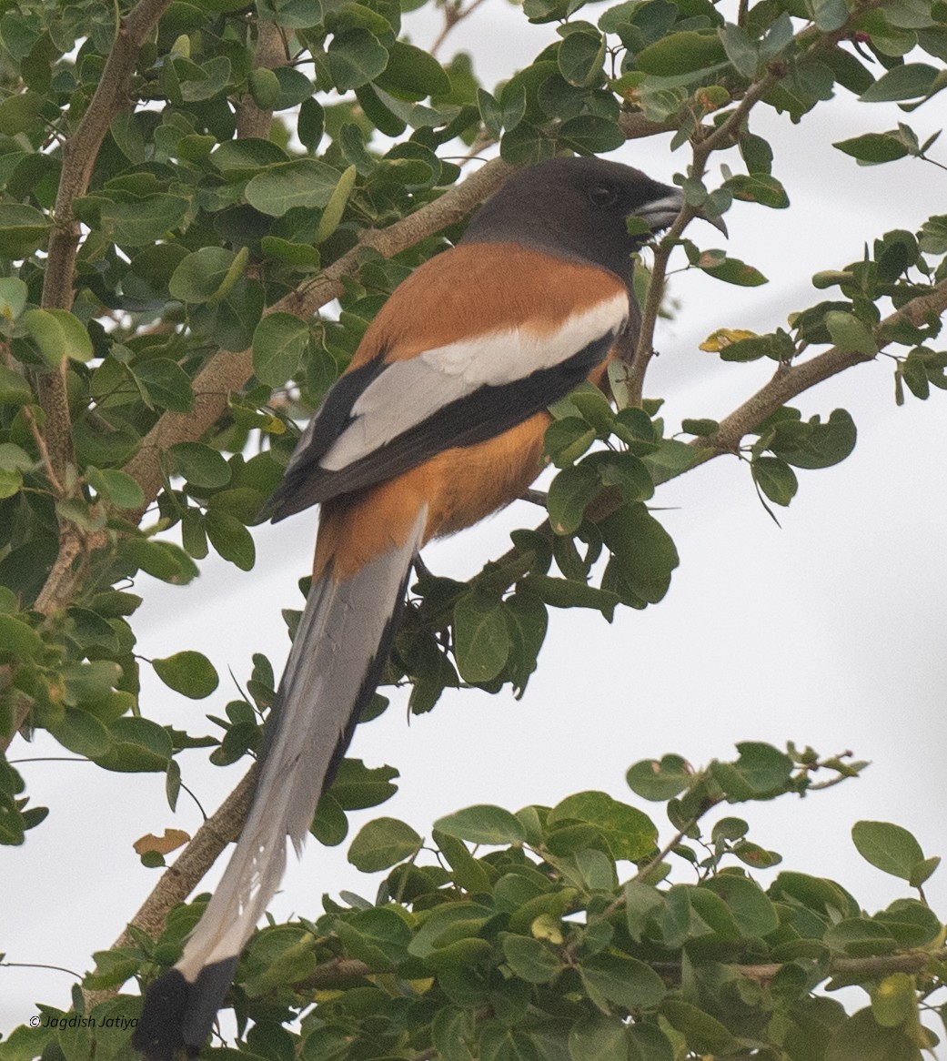 okerskjære - ML645781055