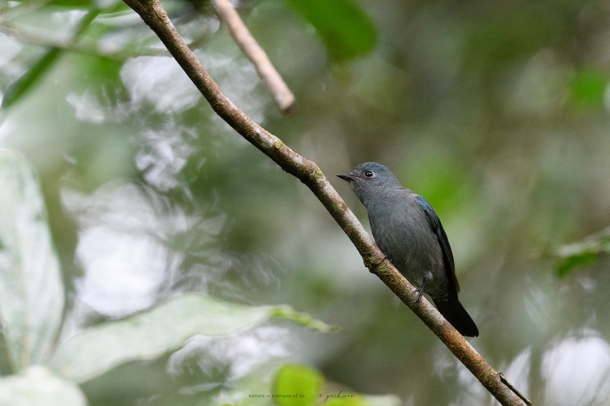 talassinfluesnapper - ML645781056