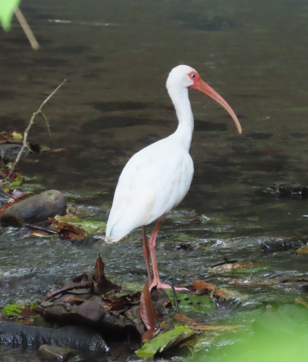 hvitibis - ML645781057