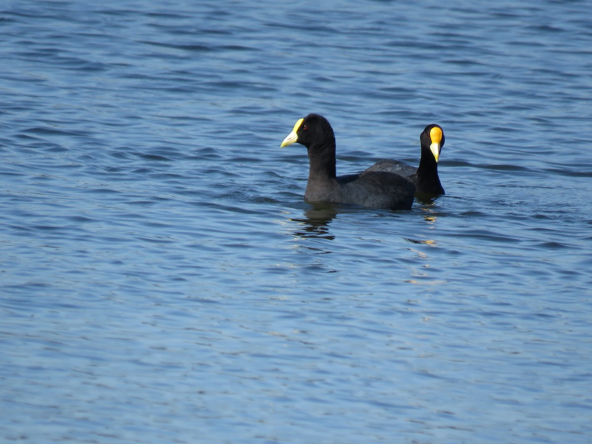 White-winged Coot - ML645781060
