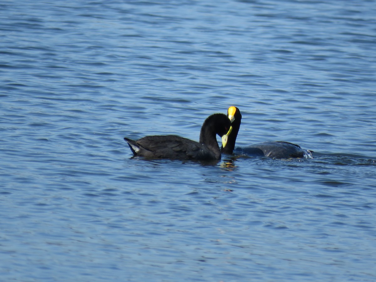 White-winged Coot - ML645781061