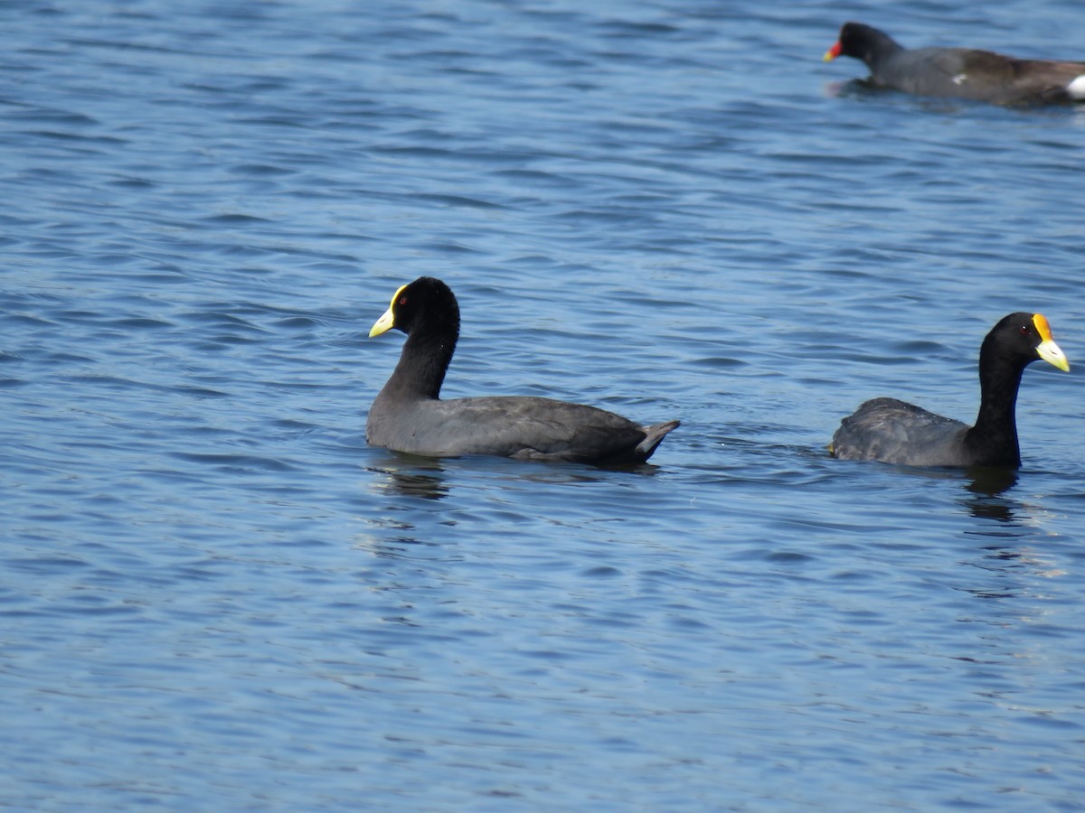 White-winged Coot - ML645781062