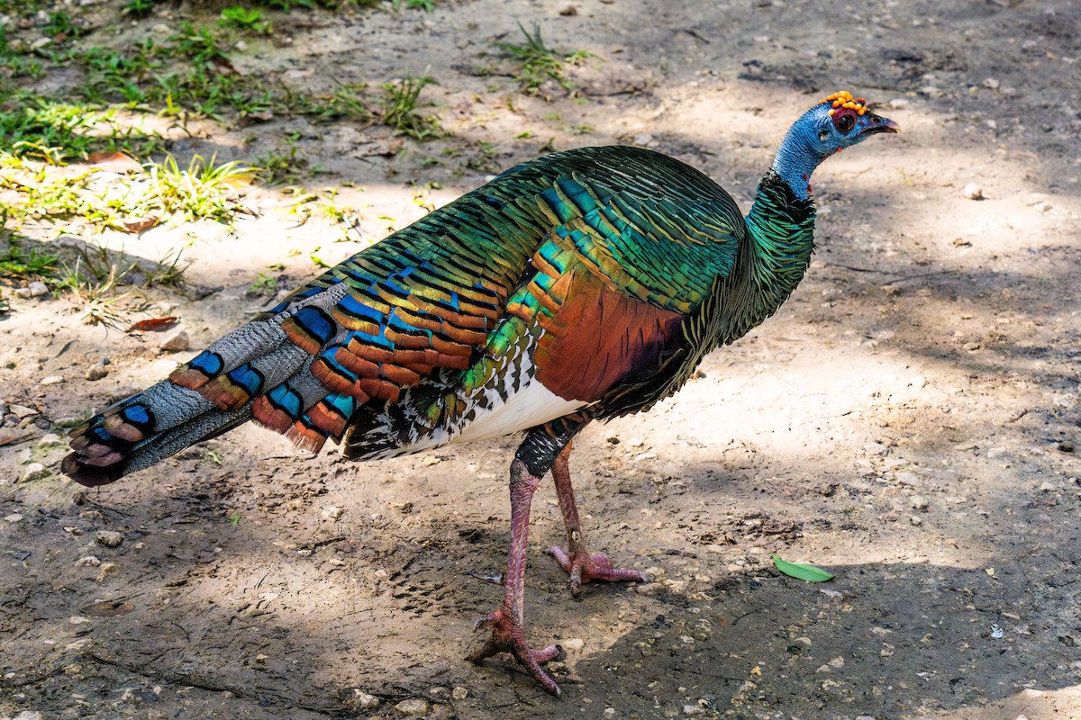 Ocellated Turkey - ML645781063