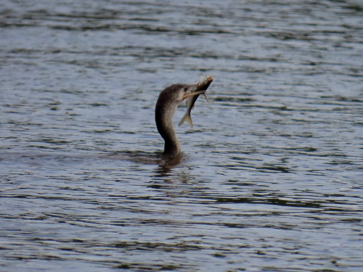 Anhinga - ML645781067