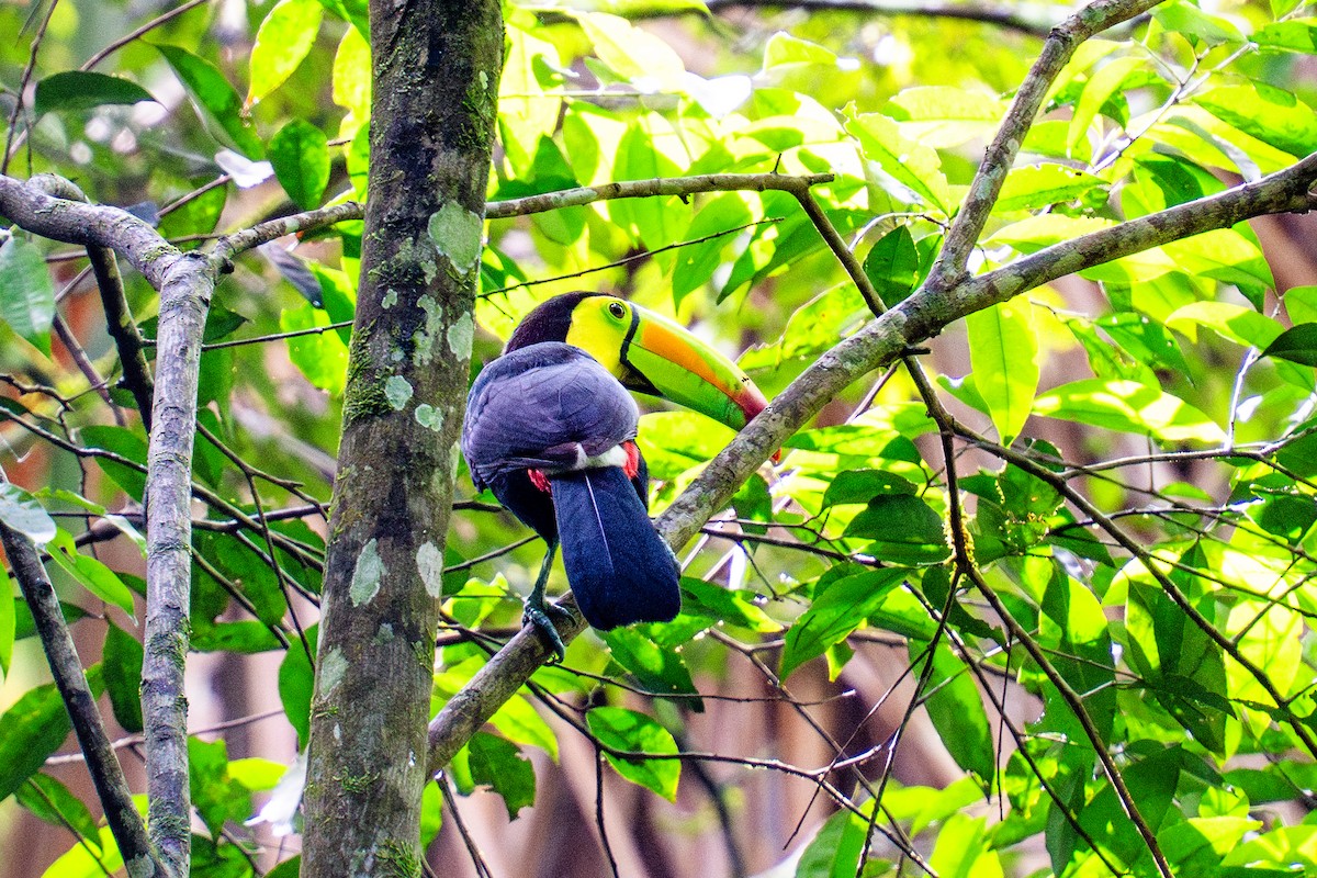 Радужный тукан - ML645781070