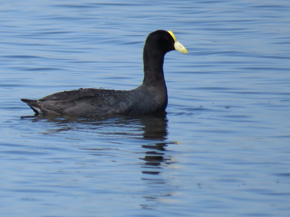 White-winged Coot - ML645781071