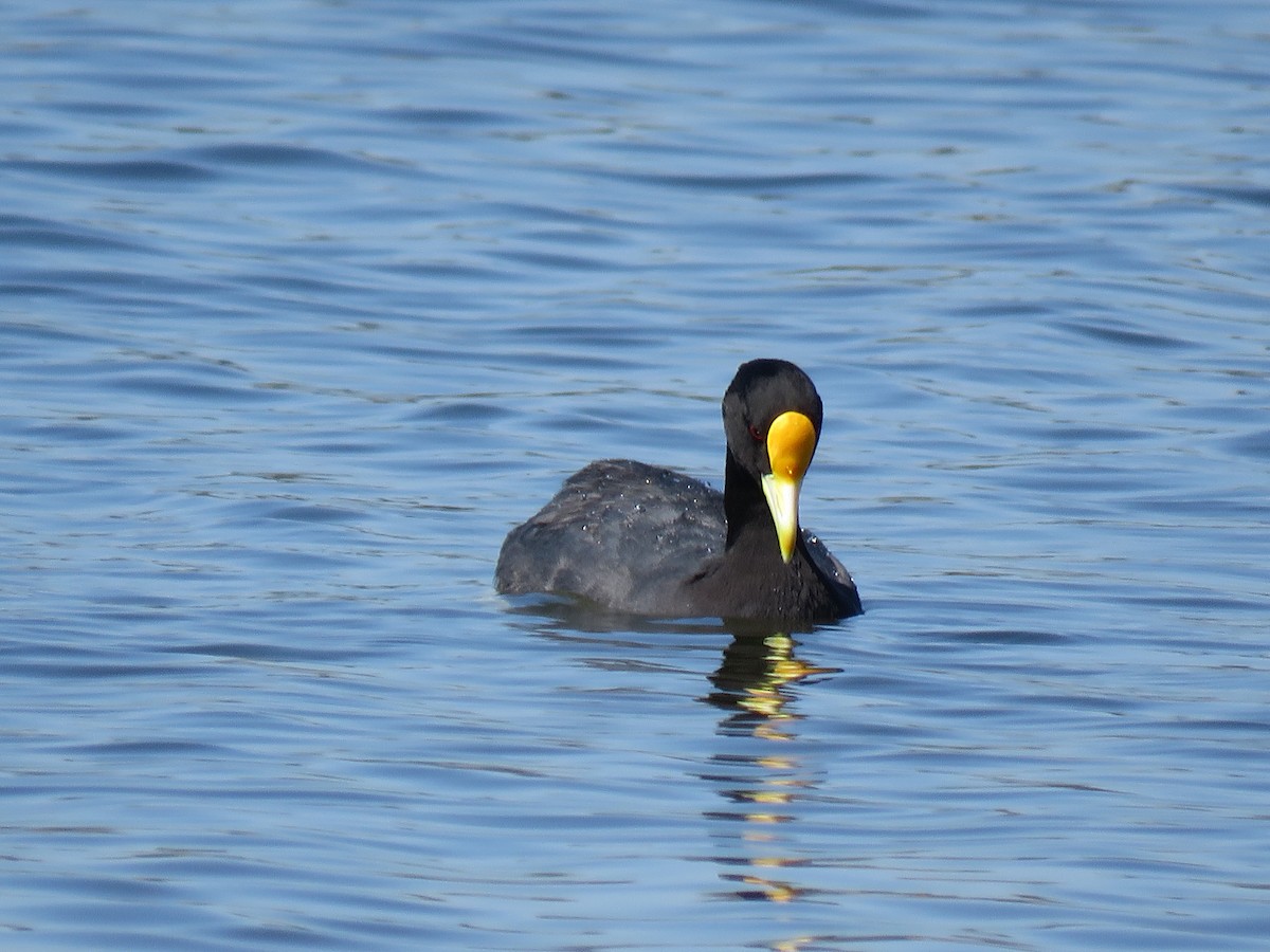 White-winged Coot - ML645781072