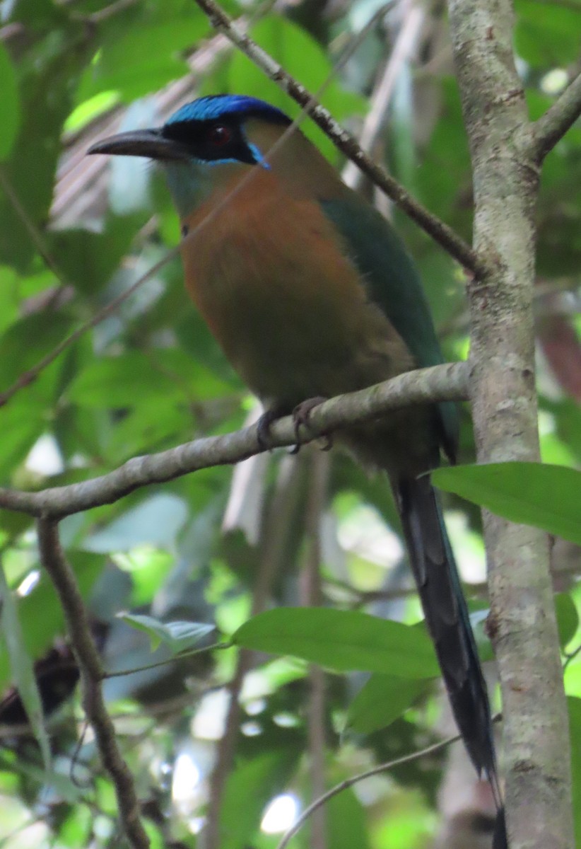 Lesson Motmotu - ML645781073