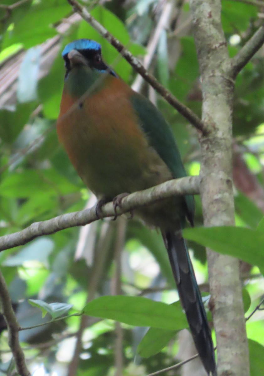 Lesson Motmotu - ML645781074