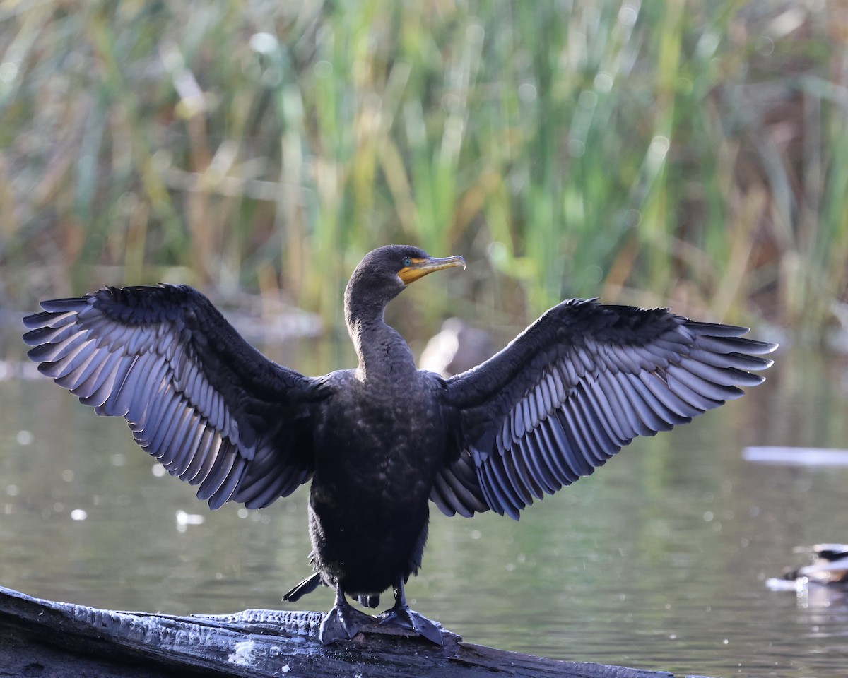 Double-crested Cormorant - ML645781075