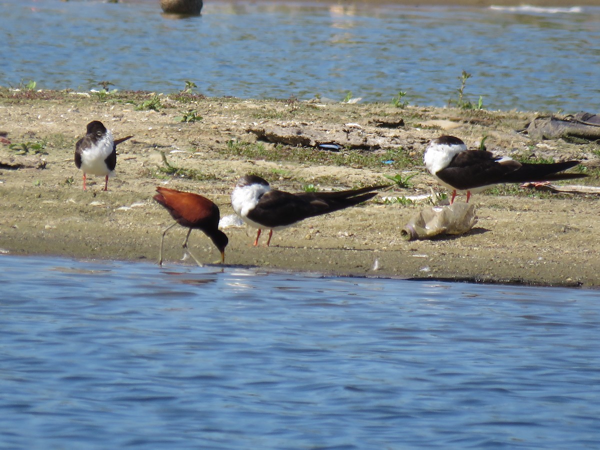 Wattled Jacana - ML645781078