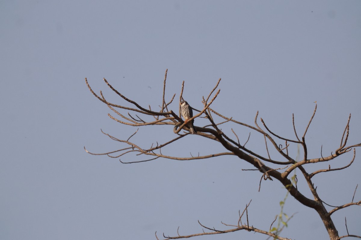 Кібчик амурський - ML645781079