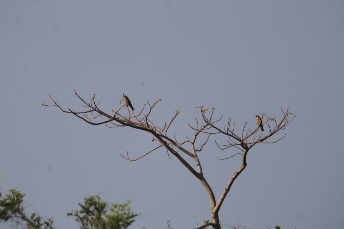 Кібчик амурський - ML645781080