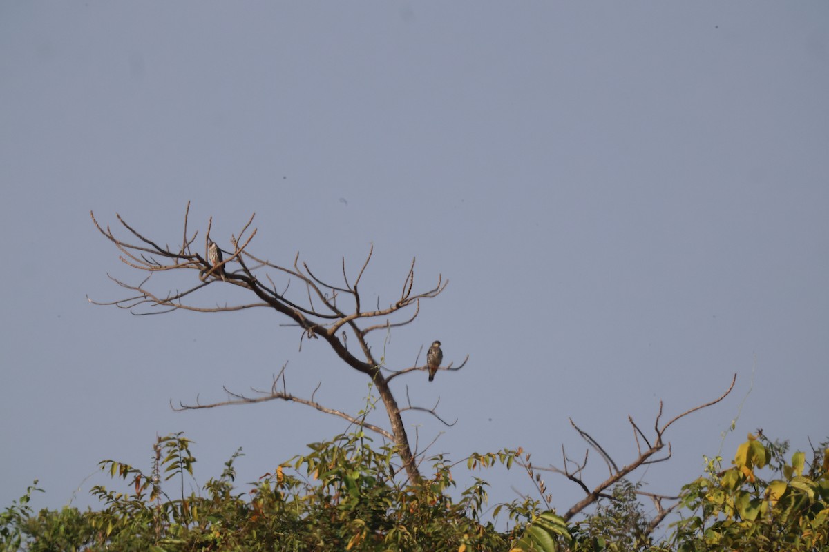 Кібчик амурський - ML645781081