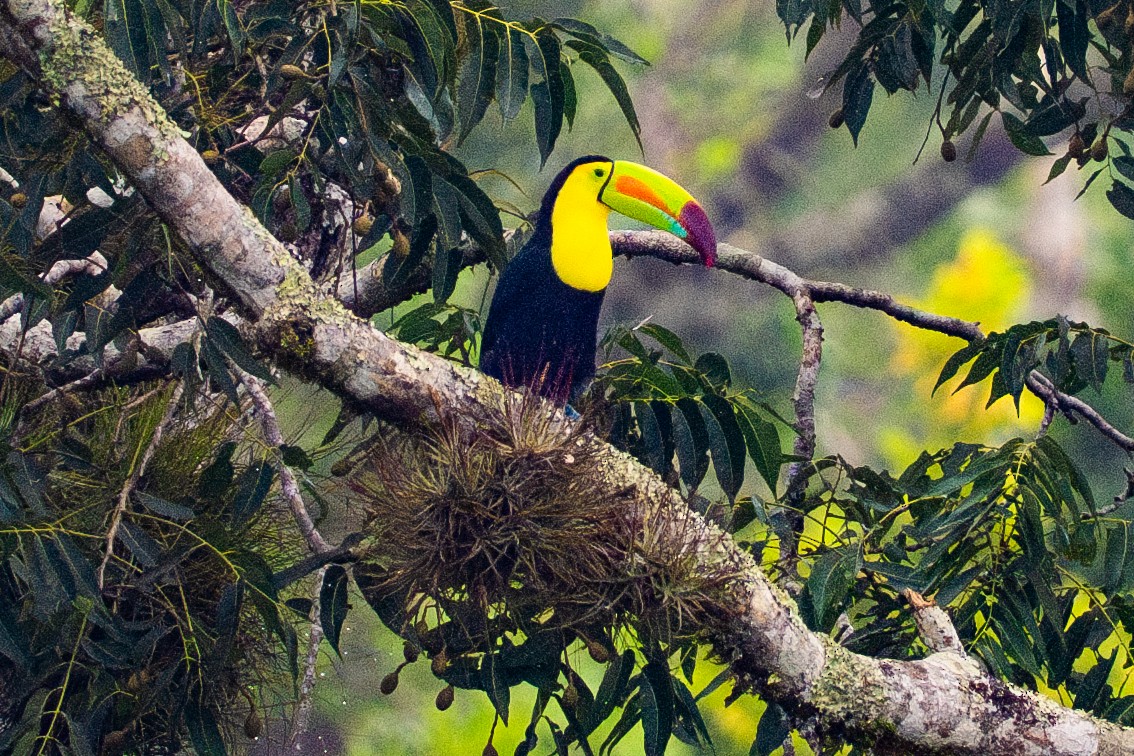 Тукан жовтогорлий - ML645781084