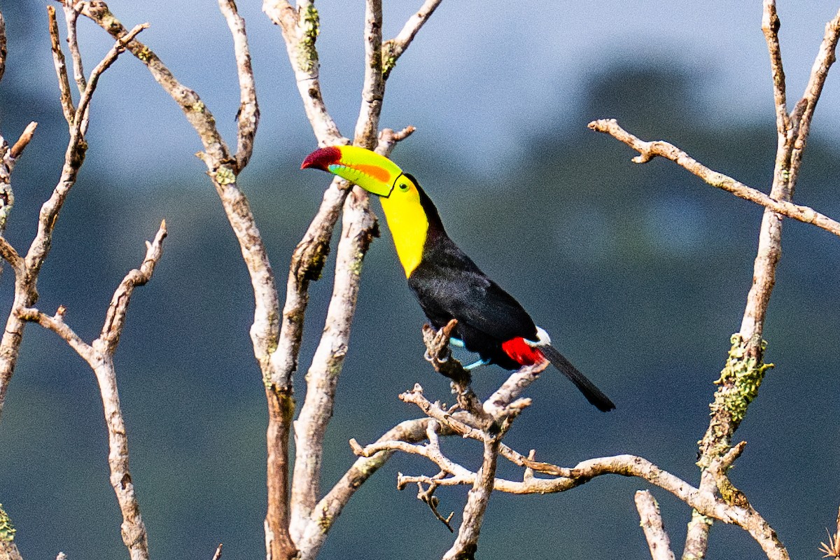 Тукан жовтогорлий - ML645781085