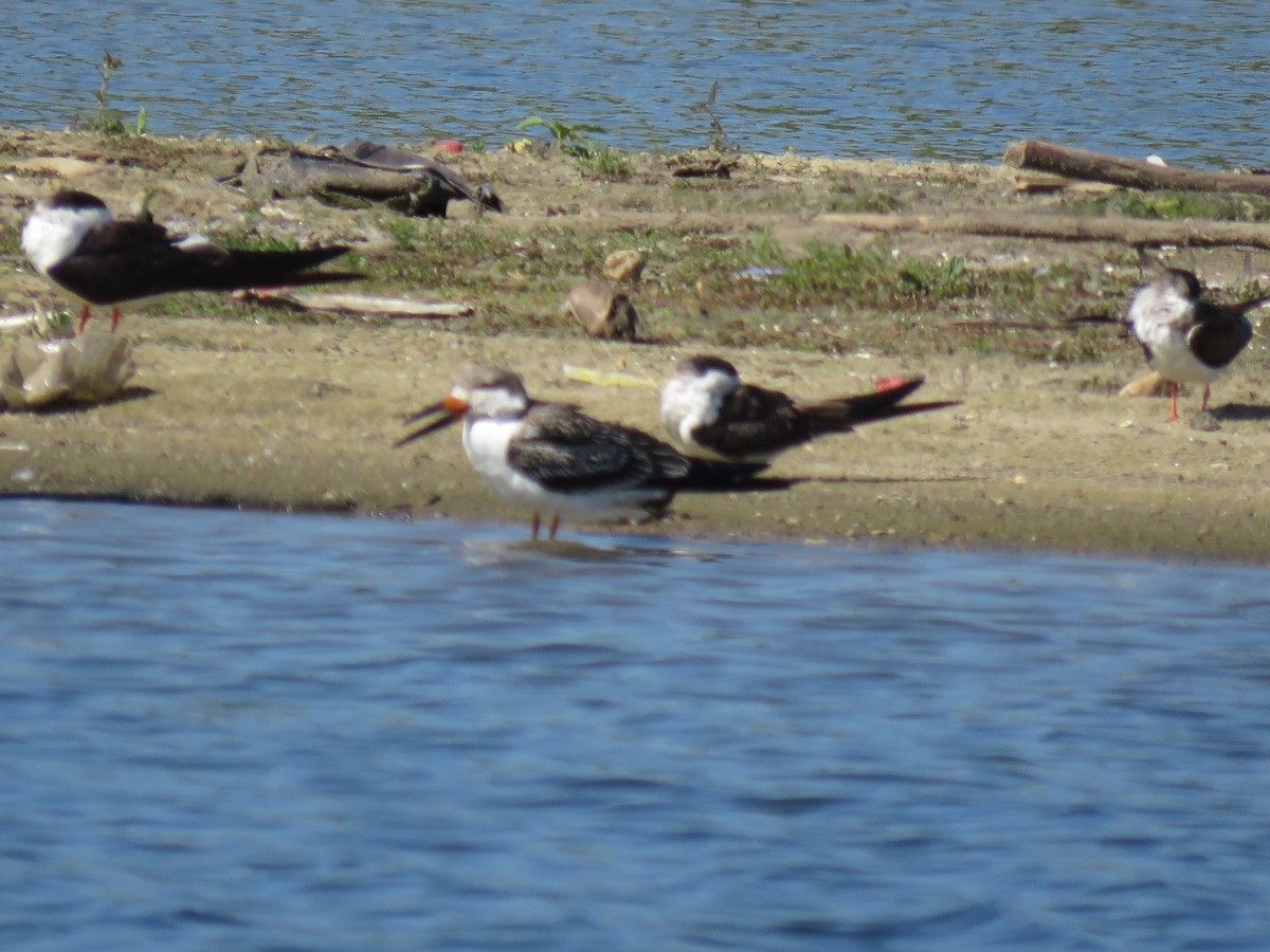 Водоріз американський - ML645781086