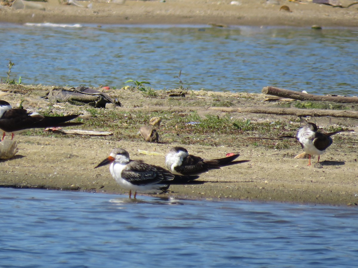 Водоріз американський - ML645781087