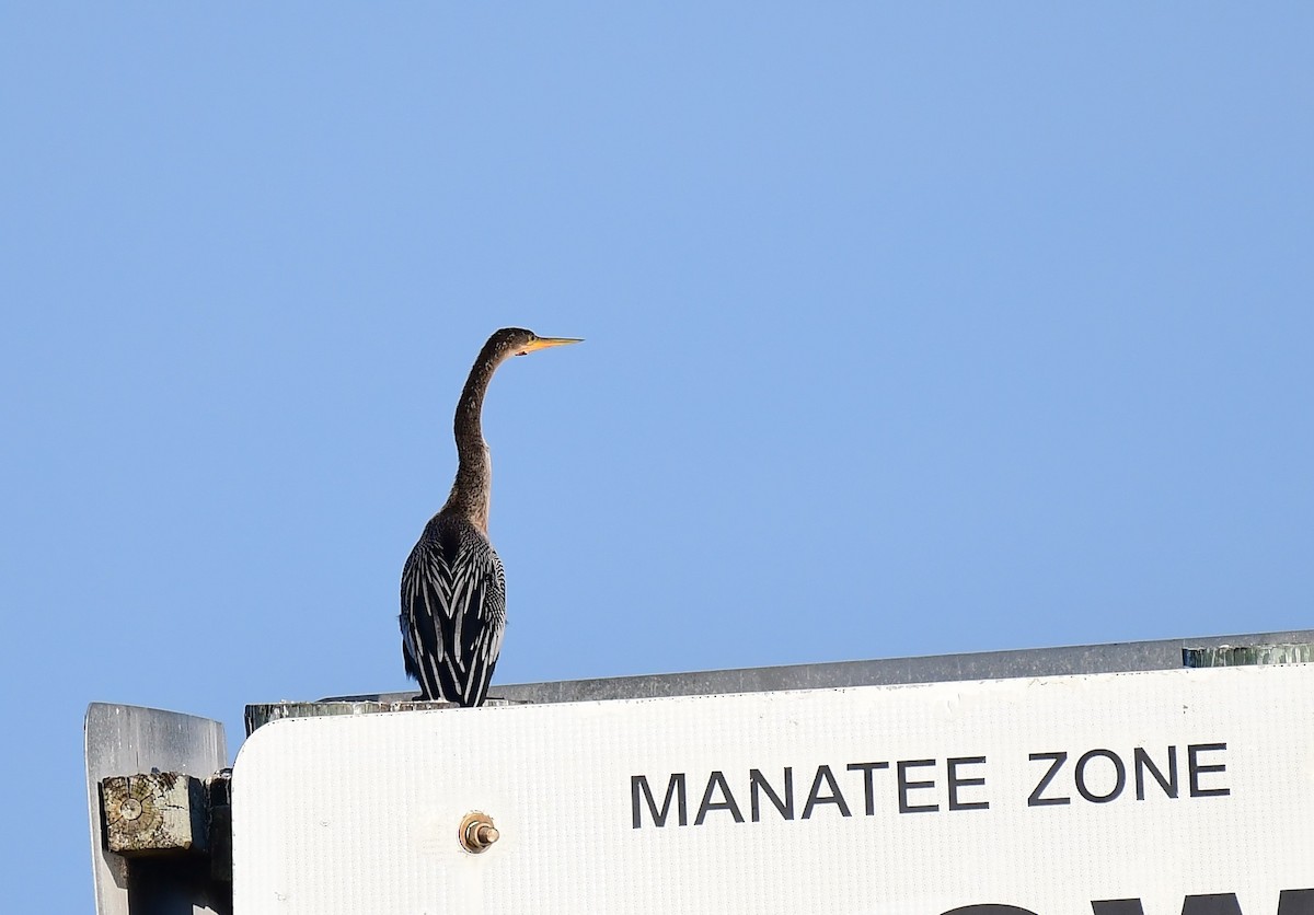 Змієшийка американська - ML645781089