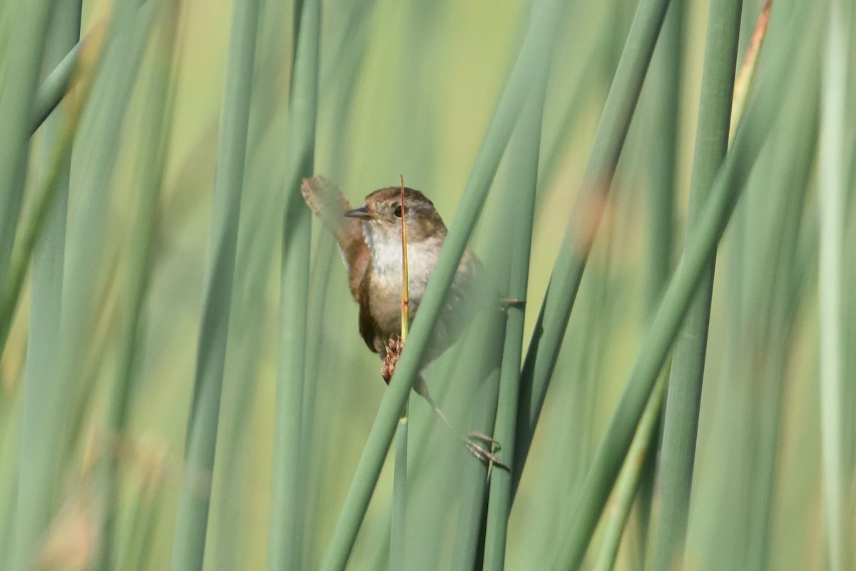 Овад болотяний - ML645781094