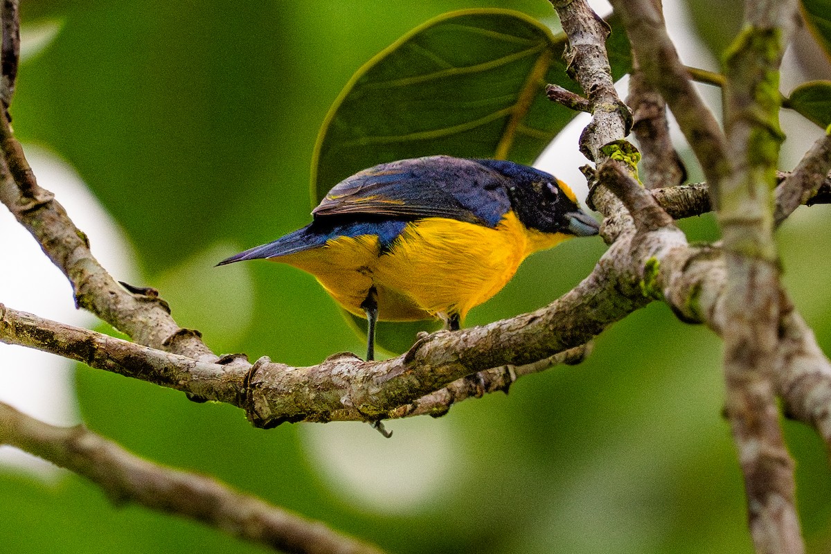 Гутурама узлісна - ML645781095