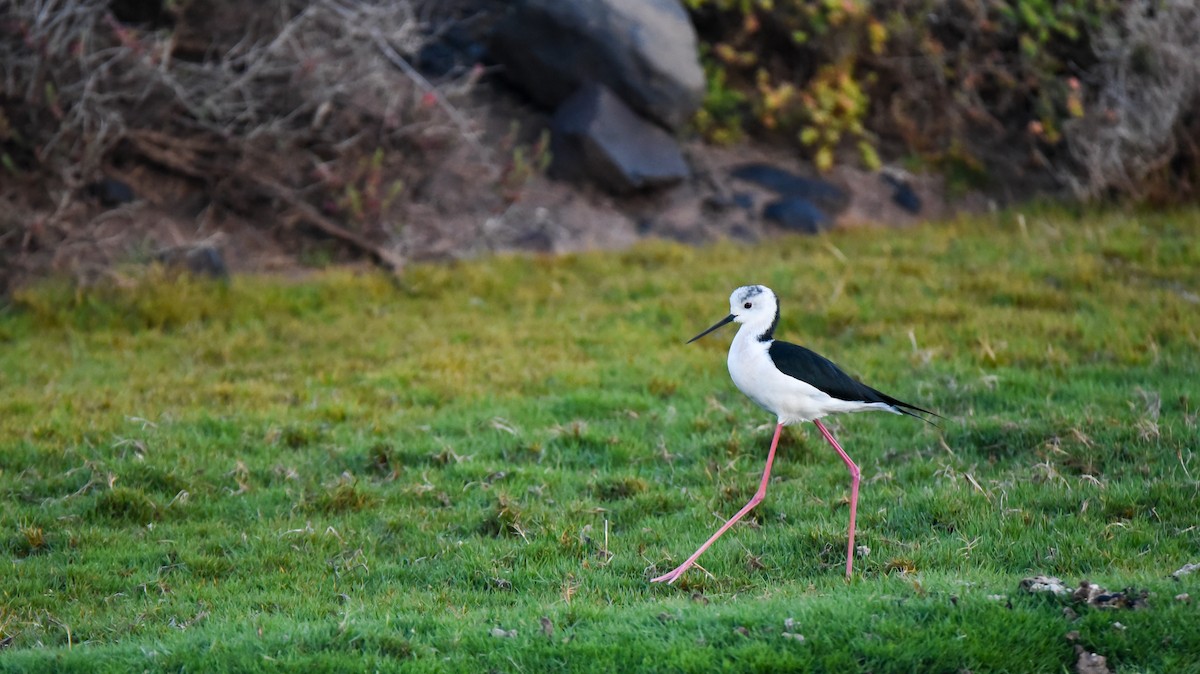 Кулик-довгоніг чорнокрилий - ML645781096