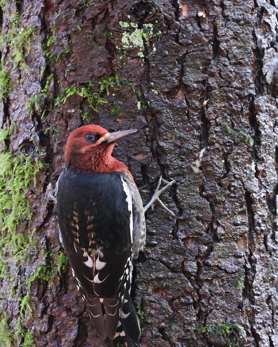 Дятел-смоктун червоноголовий - ML645781099