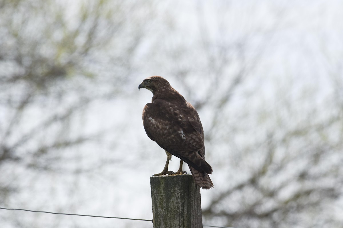 Канюк неоарктичний - ML645781100