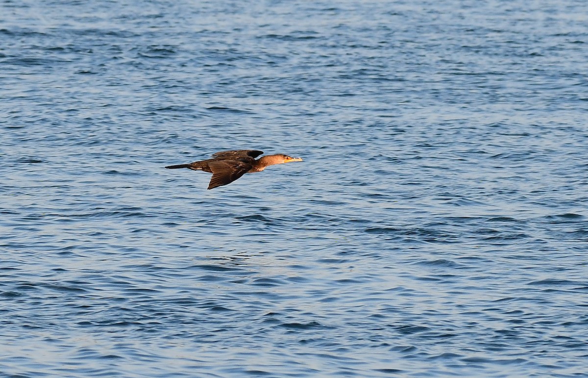 Баклан вухатий - ML645781102