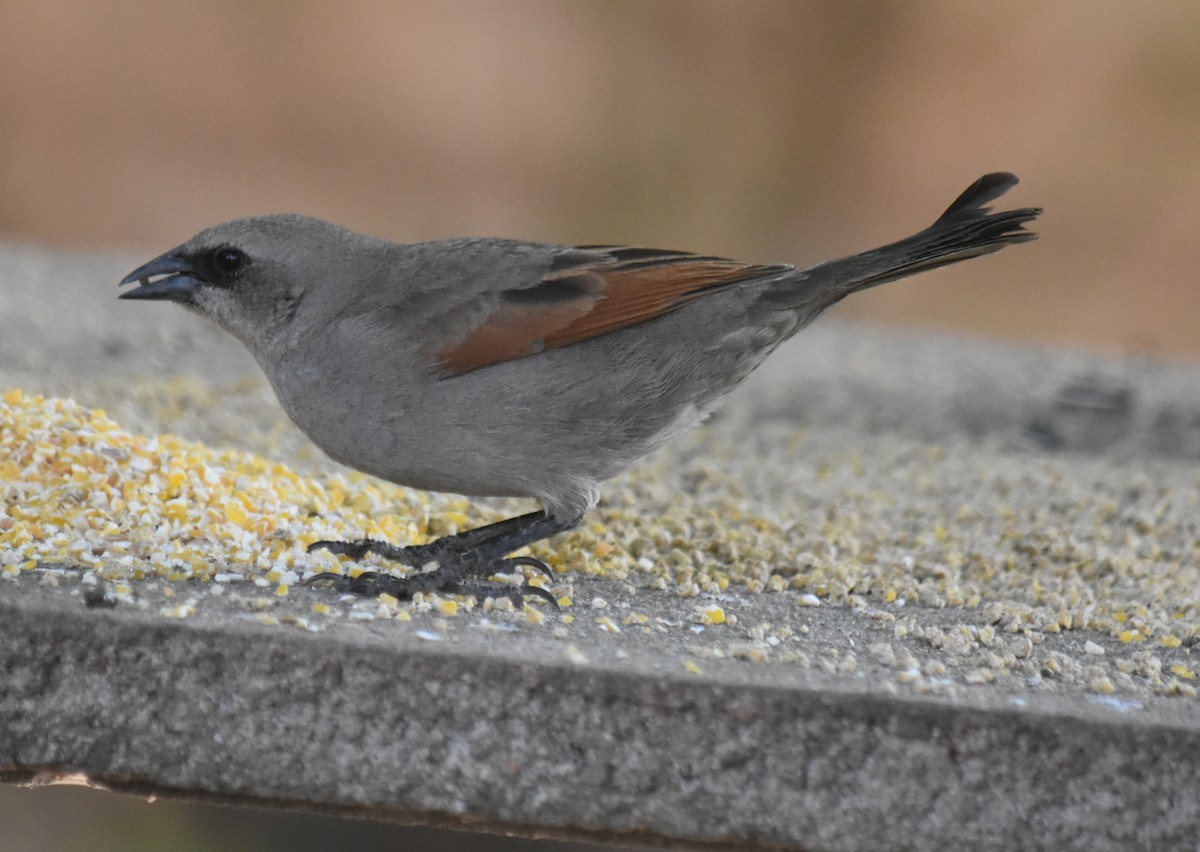 Вашер рудокрилий - ML645781103