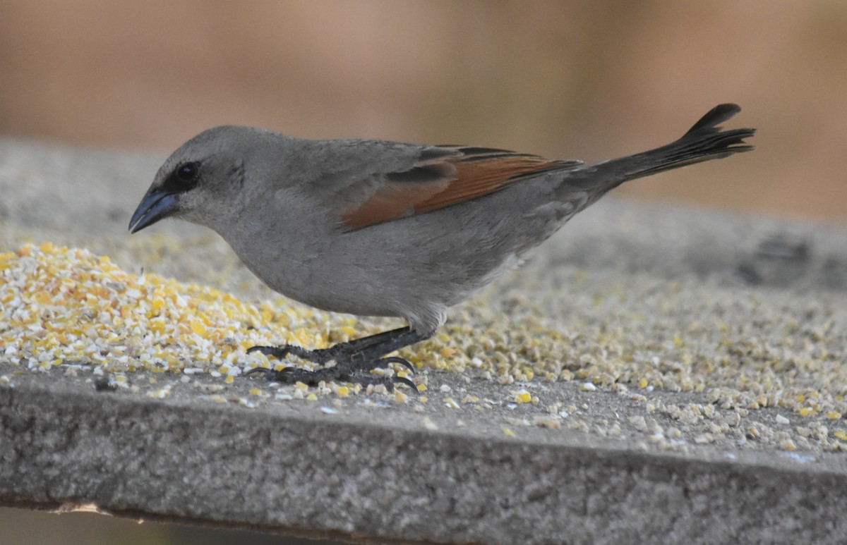 Вашер рудокрилий - ML645781104