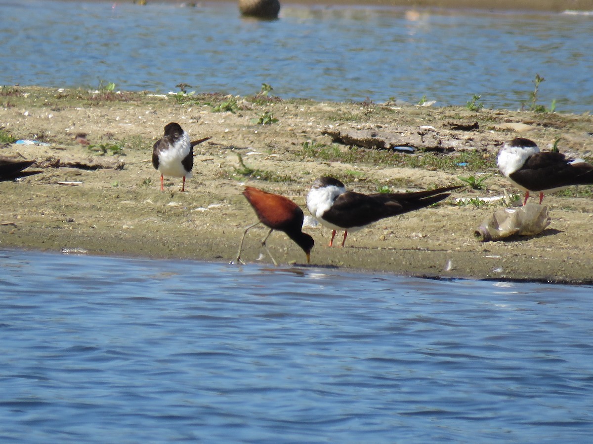 Водоріз американський - ML645781105