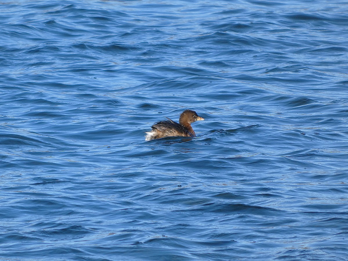Пірникоза рябодзьоба - ML645781106