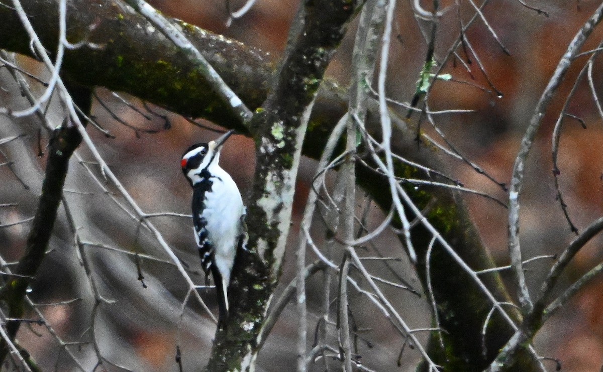 Дятел волохатий - ML645781107