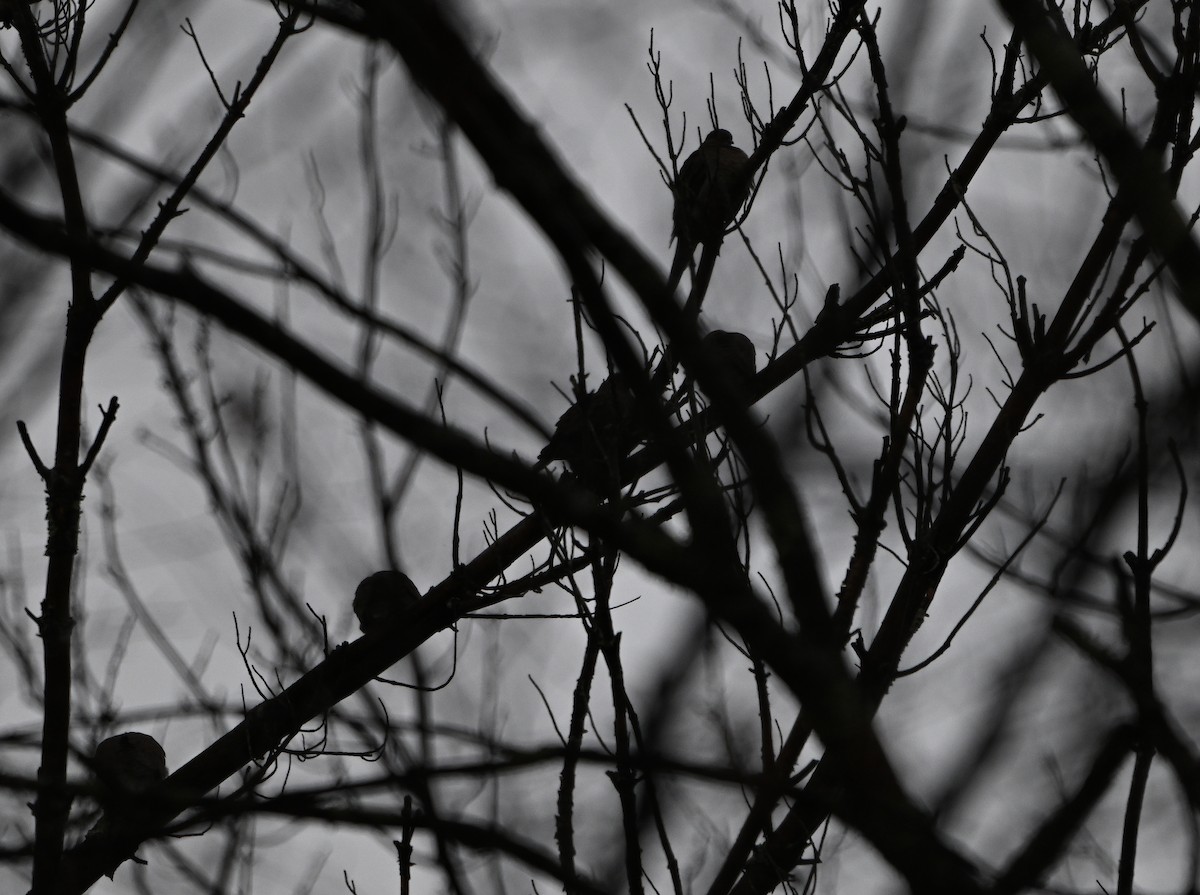 Зенаїда північна - ML645781108