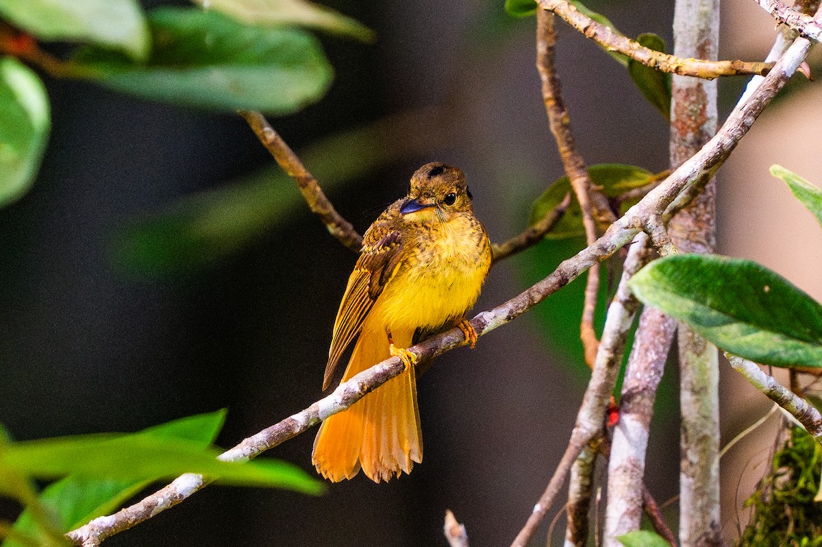 Tropical Royal Flycatcher - ML645781109