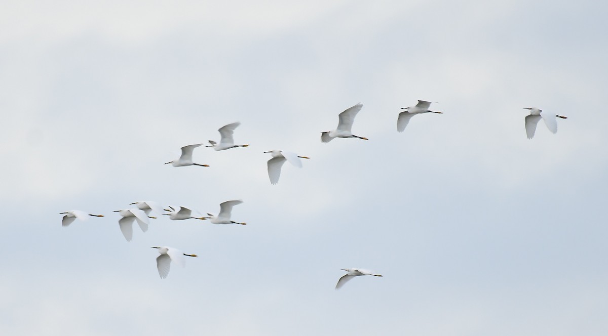 Чепура американська - ML645781110