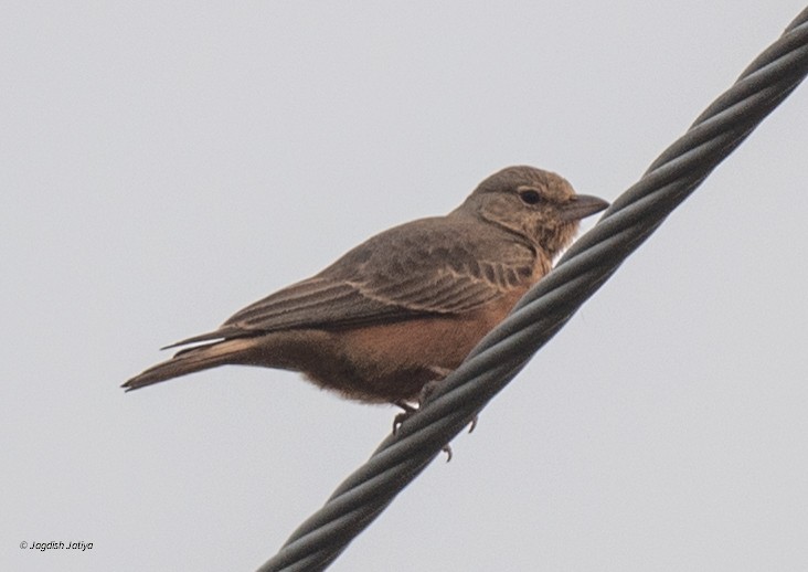 Жайворонок рудохвостий - ML645781113