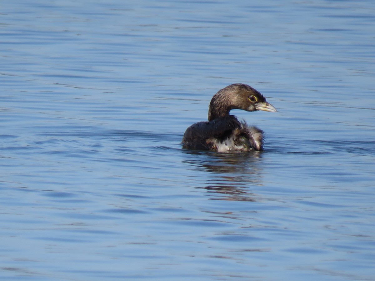 Пірникоза рябодзьоба - ML645781114