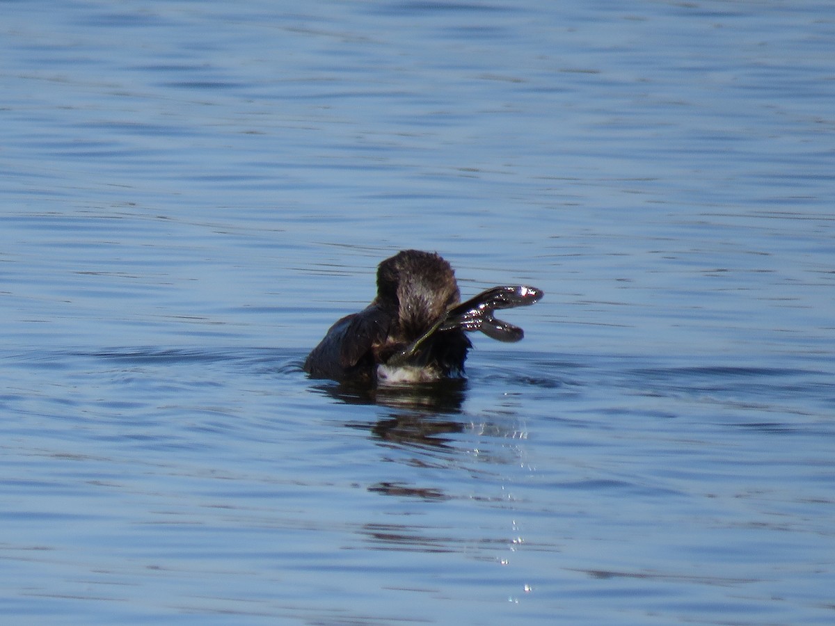 Пірникоза рябодзьоба - ML645781115