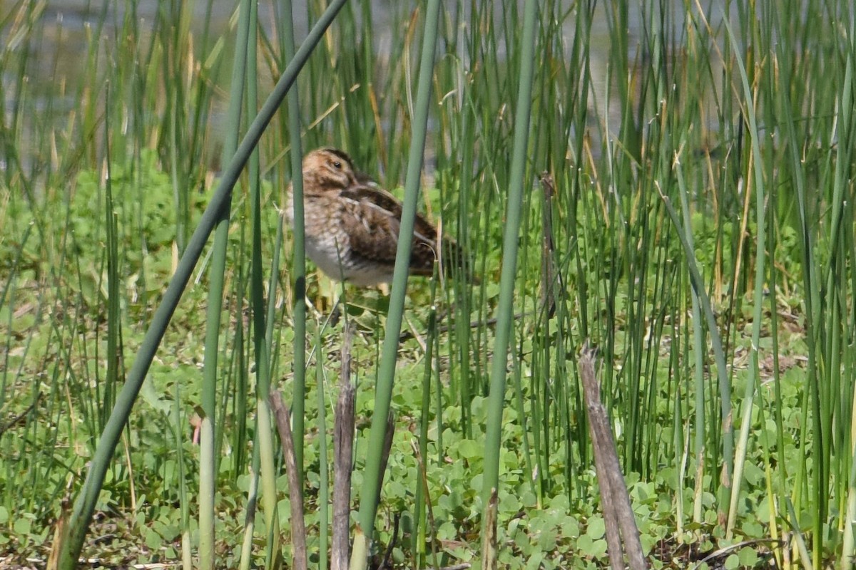 Баранець американський - ML645781116
