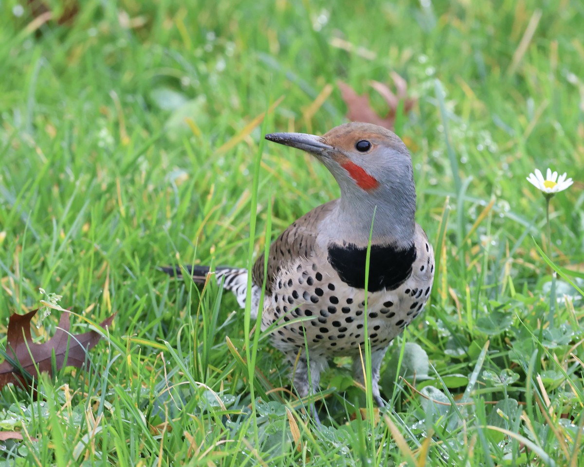 Декол золотистий [група cafer] - ML645781117