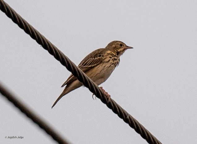 Щеврик лісовий - ML645781118