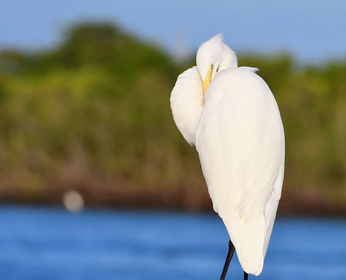 Чапля велика - ML645781119