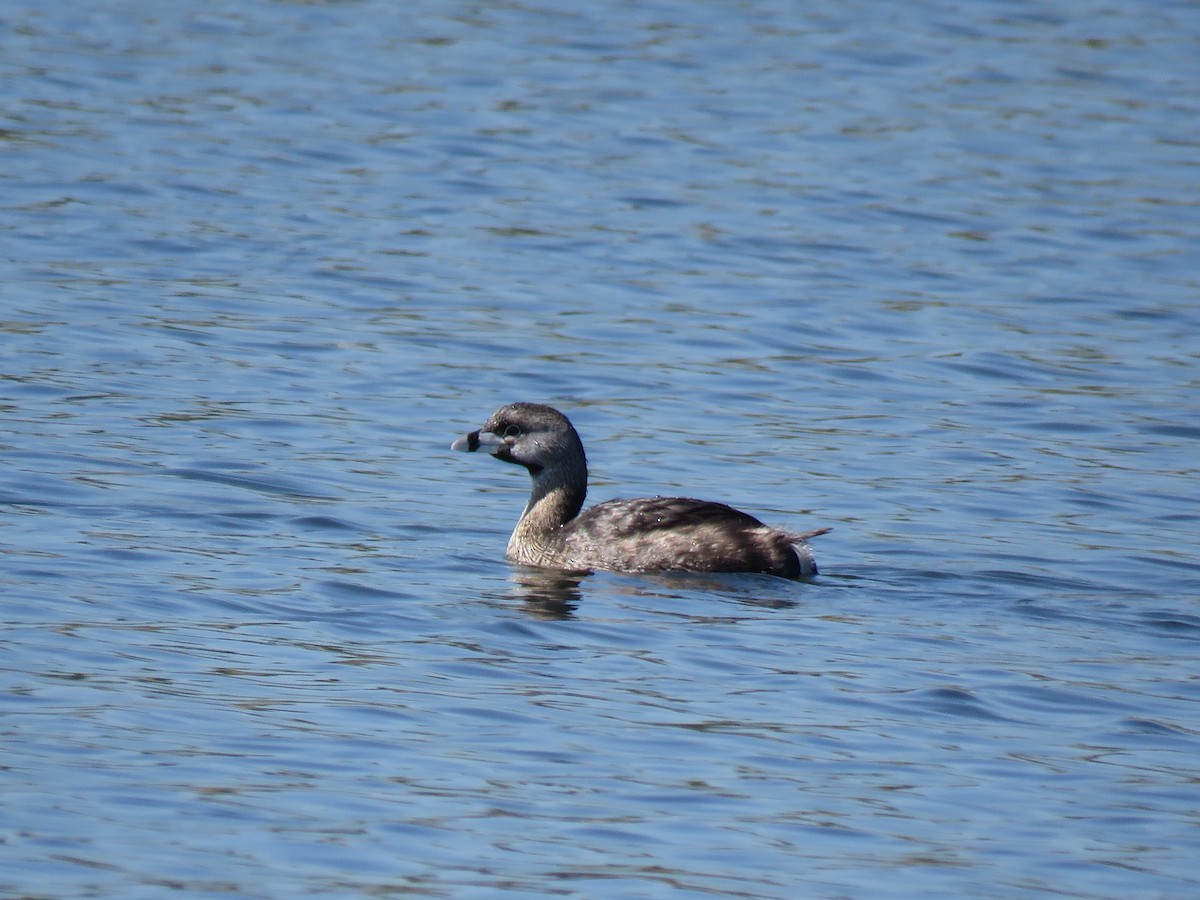 Pied-billed Grebe - ML645781121