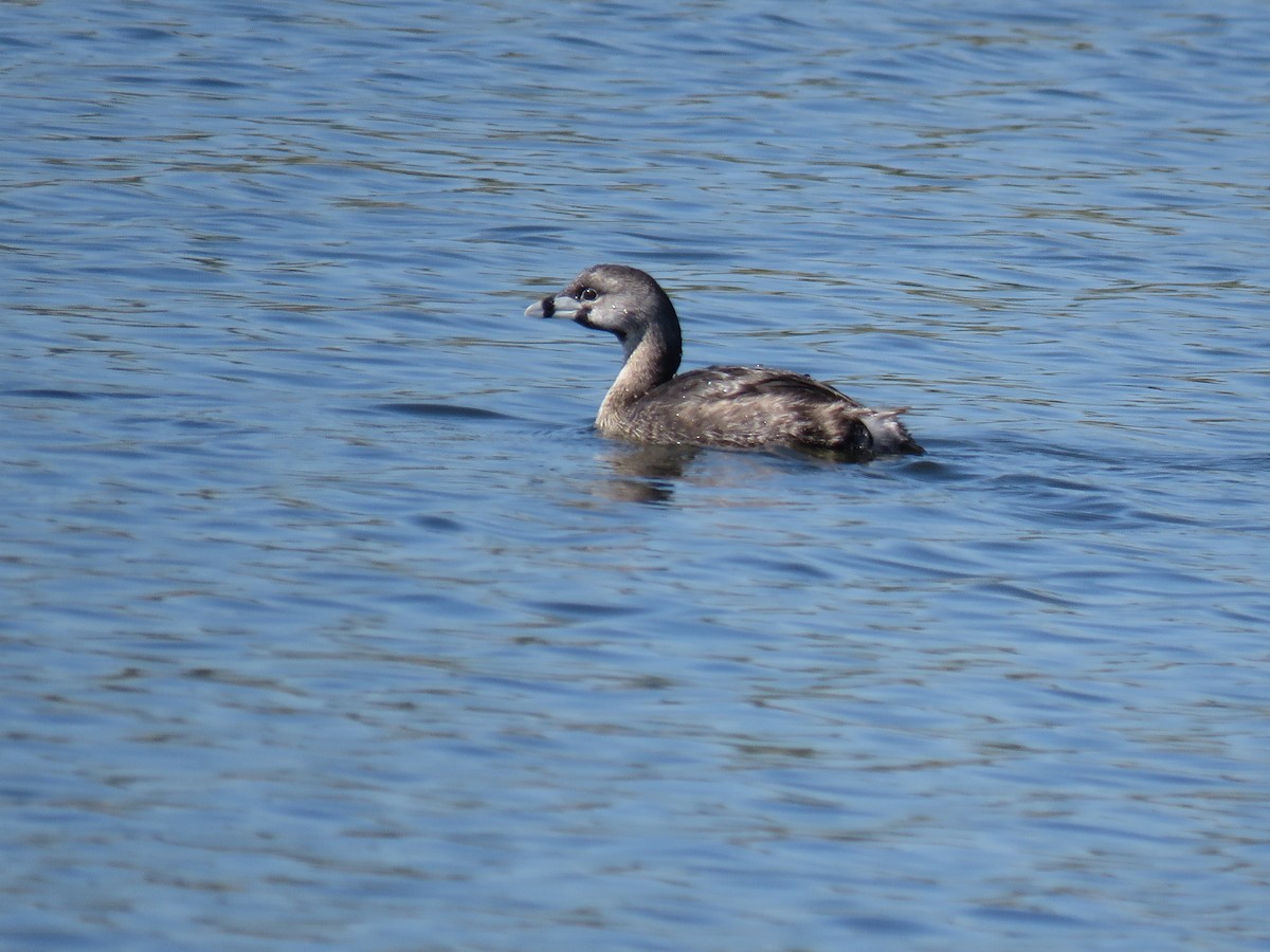 Pied-billed Grebe - ML645781122