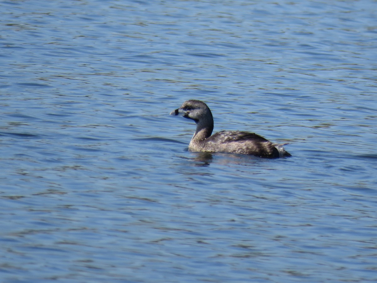 Pied-billed Grebe - ML645781123