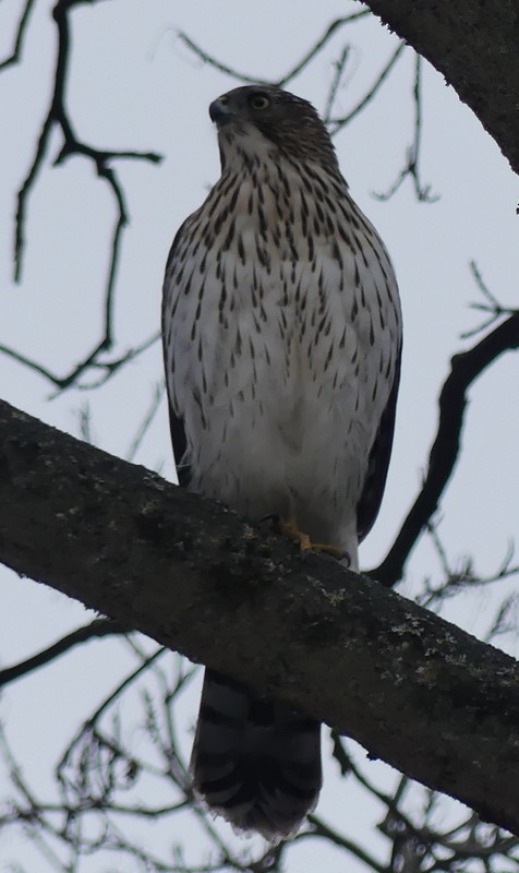 Cooper's Hawk - ML645781125
