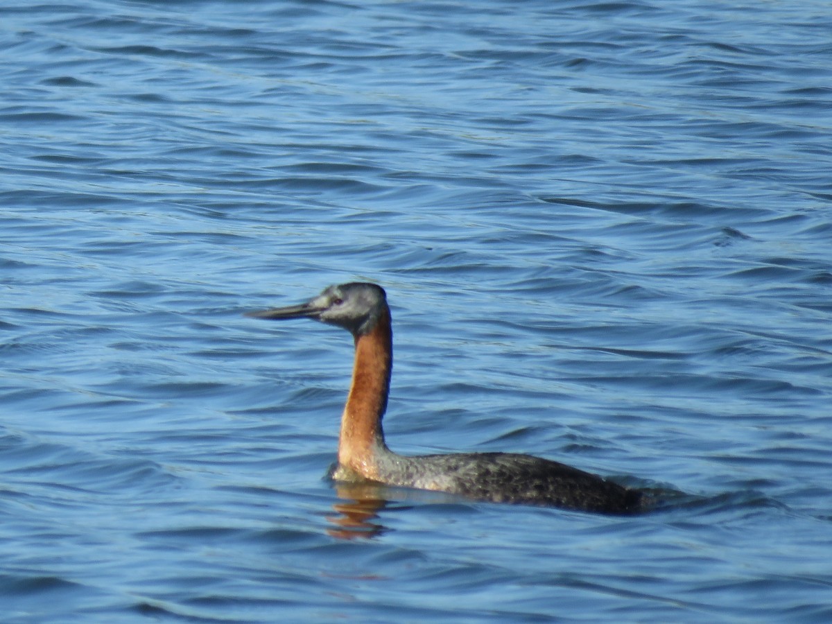 Great Grebe - ML645781129
