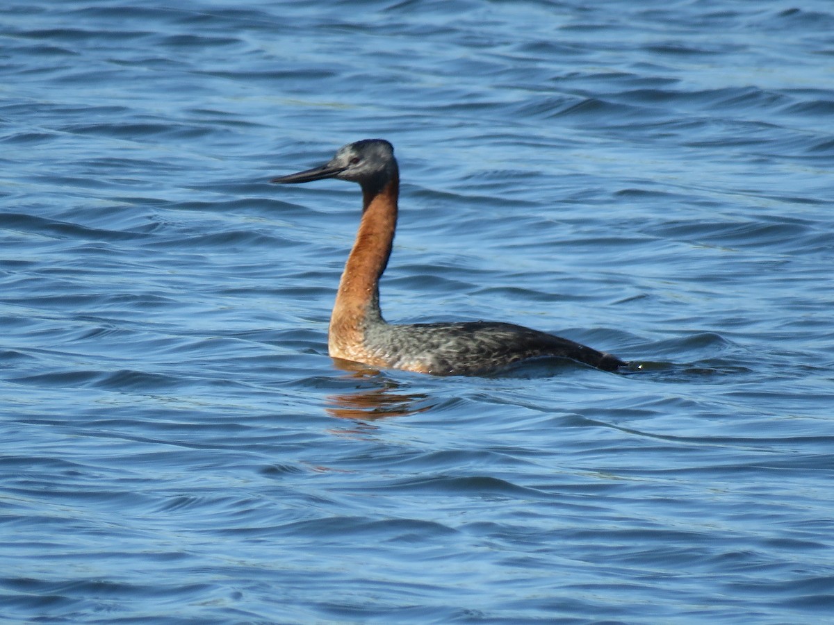 Great Grebe - ML645781130